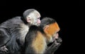 White-faced Capuchin monkeys