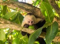 White faced capuchin Royalty Free Stock Photo