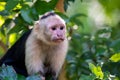 White faced capuchin - Tortuguero, Costa Rica