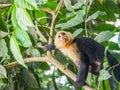 White faced capuchin Views around Costa Rica Royalty Free Stock Photo