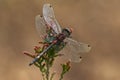 WHITE-FACED DARTER DRAGONFLY