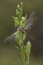 White-faced Darter Dragonfly Royalty Free Stock Photo