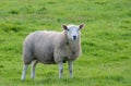 White faced sheep. Royalty Free Stock Photo
