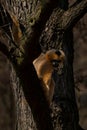 White-faced gibbon (Nomascus leucogenys) - Zoo Plzen