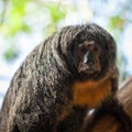 White-faced/Guianan saki monkeys