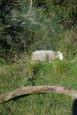 Sheep grazing on a mountain, in grass, trees and foxgloves