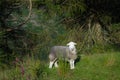 A white faced sheep on a mountain, in grass, trees and foxgloves