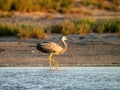 White-faced Heron (Egretta novaehollandiae), Mandurah, Western Australia Royalty Free Stock Photo