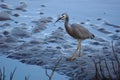 White faced heron Egretta novaehollandiae patrols mudflats in Mangroves