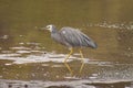 White-faced heron Egretta novaehollandiae at the water of Mill Creek in Stewart Island, New Zealand. Royalty Free Stock Photo