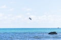 White-faced heron flies over rugged rocky coastline and view to horizon on east coast of Bay Of Plenty, New Zealand at Raukokore Royalty Free Stock Photo