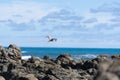 White-faced heron flies over rugged rocky coastline and view to horizon on east coast of Bay Of Plenty, New Zealand at Raukokore Royalty Free Stock Photo