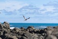 White-faced heron flies over rugged rocky coastline and view to horizon on east coast of Bay Of Plenty, New Zealand at Raukokore Royalty Free Stock Photo