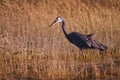 White Faced Heron in grassy swamp in New Zealand Royalty Free Stock Photo