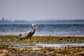 White-Faced Heron Royalty Free Stock Photo