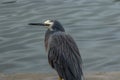 White faced heron with injury on head standing at lagoon