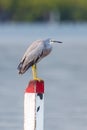 White-faced heron on a rainy day at the waterfront Royalty Free Stock Photo