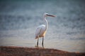 White faced Heron standing on rocky shore on the Red Sea coast Royalty Free Stock Photo