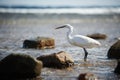 White faced Heron standing on rocky shore on the Red Sea coast Royalty Free Stock Photo