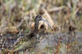 White-faced Ibis Royalty Free Stock Photo