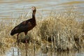 White Faced Ibis Royalty Free Stock Photo