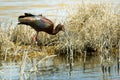 White Faced Ibis Royalty Free Stock Photo