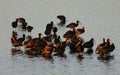 White Faced Ibis Flock in a Lake Royalty Free Stock Photo