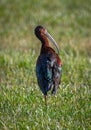 White-faced Ibis in a Flooded Field Royalty Free Stock Photo