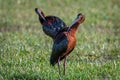 White-faced Ibis in a Flooded Field Royalty Free Stock Photo