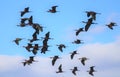 White Faced Ibis Flying Blue Sky Background Royalty Free Stock Photo