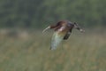 White-faced Ibis Flying Over a Marsh Royalty Free Stock Photo