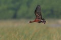 White-faced Ibis Flying Over a Marsh Royalty Free Stock Photo