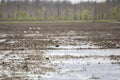 White-Faced Ibis Foraging Royalty Free Stock Photo