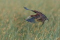 White-faced Ibis Landing in a Marsh Royalty Free Stock Photo