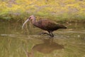 White-faced Ibis (Plegadis chihi) Royalty Free Stock Photo