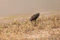 White faced ibis, Plegadis chihi Royalty Free Stock Photo