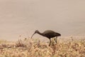 White faced ibis, Plegadis chihi Royalty Free Stock Photo