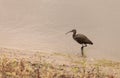 White faced ibis, Plegadis chihi Royalty Free Stock Photo