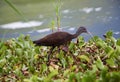 White-faced Ibis Plegadis chihi foraging along the edge of Lake Chapala Royalty Free Stock Photo