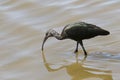 White-faced Ibis plegadis chihi Royalty Free Stock Photo