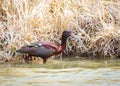 White Faced Ibis Royalty Free Stock Photo