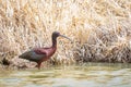 White Faced Ibis Royalty Free Stock Photo