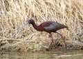 White Faced Ibis Royalty Free Stock Photo