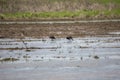 White-Faced Ibises, An Amerrican Golden Plover, and Greater Yellowlegs Royalty Free Stock Photo