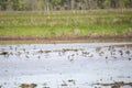 White-Faced Ibises Foraging with Greater Yellowlegs and Pectoral Sandpipers Royalty Free Stock Photo