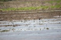 White-Faced Ibises Foraging with Other Shorebirds Royalty Free Stock Photo