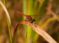 White-faced Meadowhawk Royalty Free Stock Photo