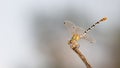 White-faced Meadowhawk dragonfly with blurred background Royalty Free Stock Photo
