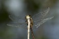 White-faced meadowhawk dragonfly clinging to a branch, New Hampshire. Royalty Free Stock Photo