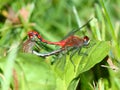White-faced Meadowhawk Dragonfly Royalty Free Stock Photo